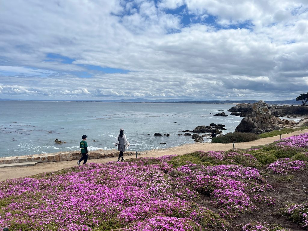 ピンクのアイスプラントが咲くモントレーの海岸