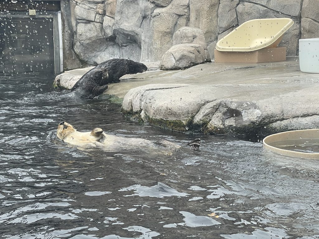 モントレーベイ水族館の水槽で仰向けになって泳ぐラッコ