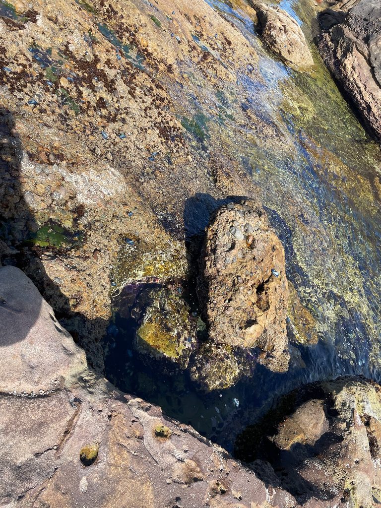 モントレーの海岸の岩場で見つけたカツオノエボシ